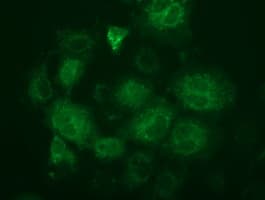 FAHD2A Antibody (clone OTI7B7)