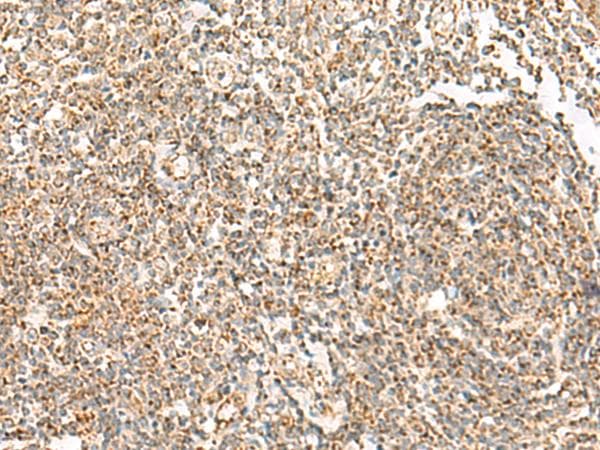 ORC4L / ORC4 Antibody