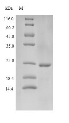 Human LL37 / Cathelicidin Protein (Recombinant 10His-SUMO, N-terminus + Myc, C-terminus)