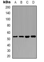PTEN Antibody (C-Terminus)