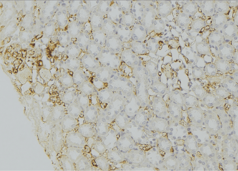 SEC22B Antibody