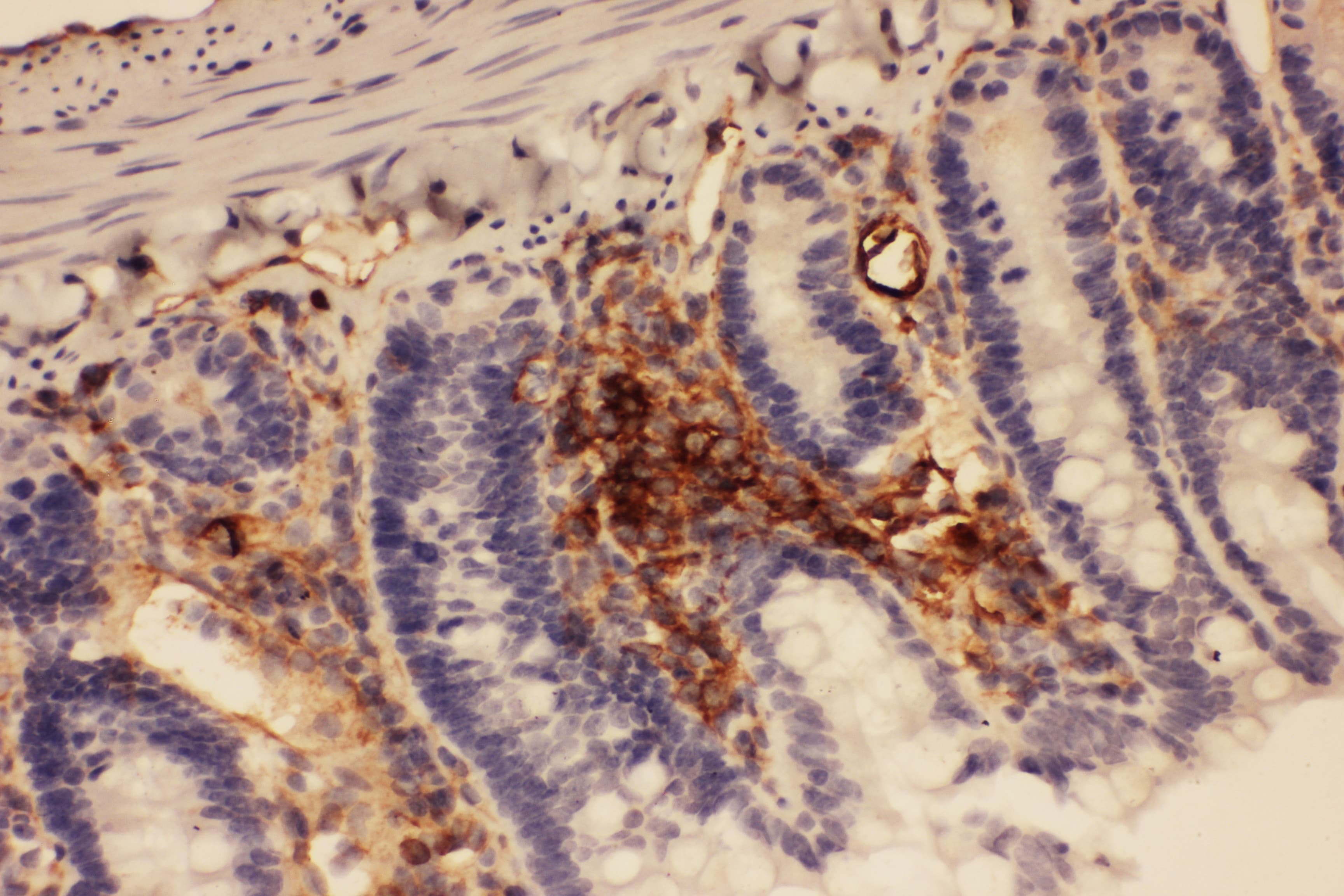 ICAM-1 / CD54 Antibody (aa198-537)