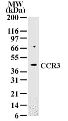 Polyclonal Rabbit anti-Human CCR3 Antibody (WB)