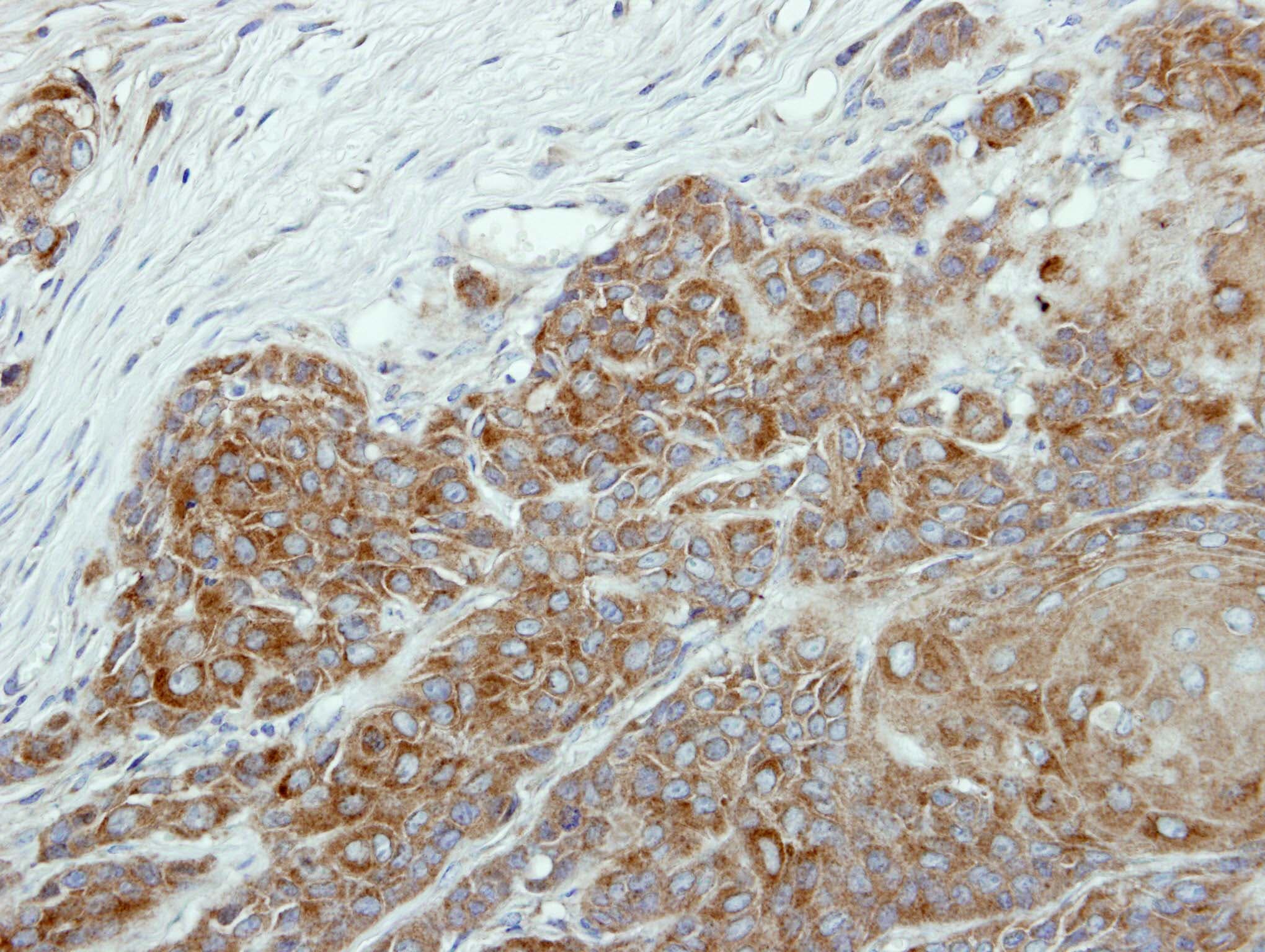 NR0B1 / DAX1 Antibody (aa96-406)