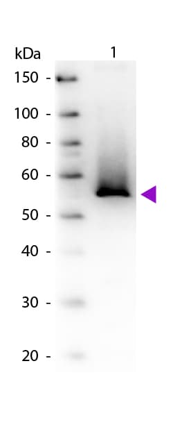 Polyclonal Goat anti-Bacteria GLUL / Glutamine Synthetase Antibody (Lyophilized, WB)