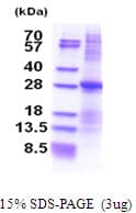 Human ATP1B3 Protein (Recombinant His)