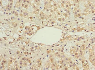 IFRD1 / TIS7 Antibody