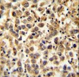 CFAP45 / CCDC19 Antibody (aa106-135)