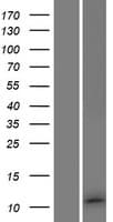 C8orf59 Protein (Over-Expression Lysate Myc-DDK (Flag))