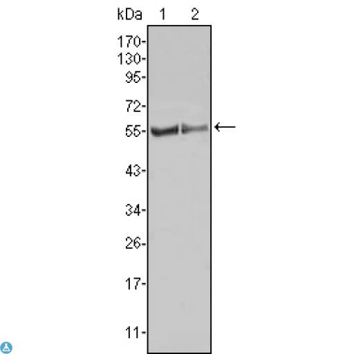 FGR Antibody