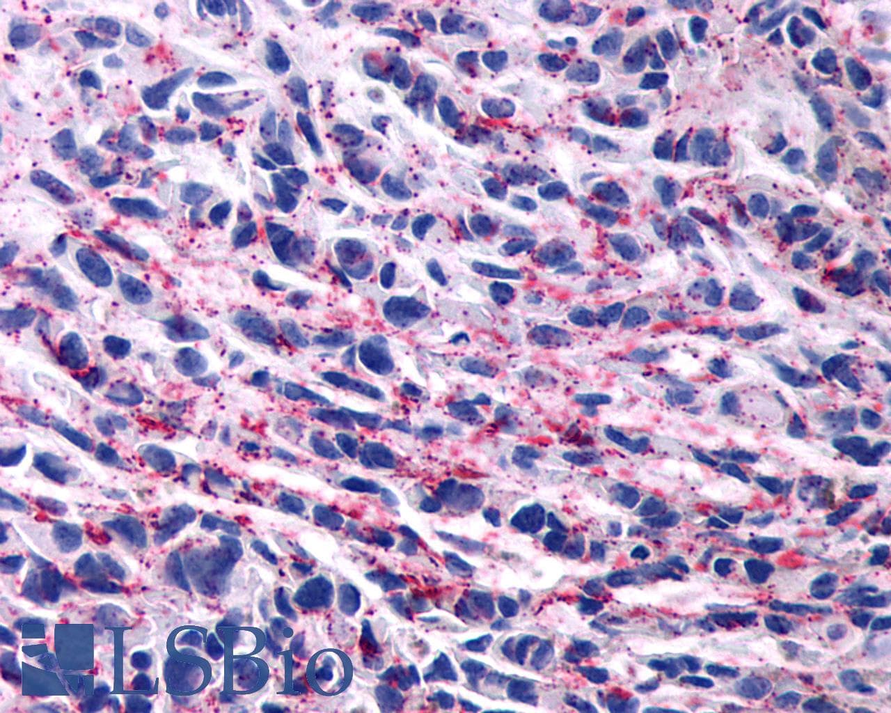 PathPlus™ Encephalopsin / OPN3 Antibody (C-Terminus)