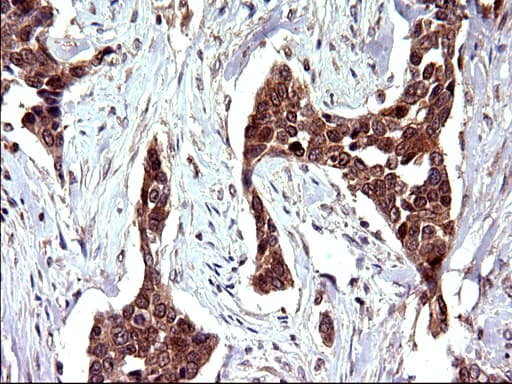 EMC8 / COX4NB Antibody (clone OTI1D6)