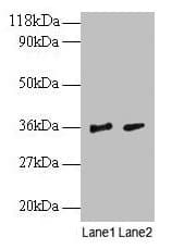 SNRPG Antibody