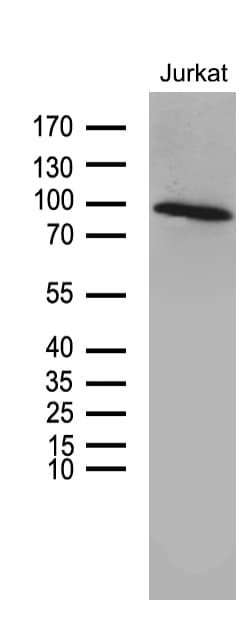 ZNF264 Antibody (clone OTI8F4)