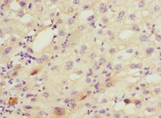 CYP2C18 / CYP2C Antibody