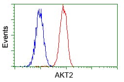 AKT2 Antibody (clone OTI1A2)