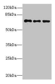 ZNF614 Antibody