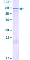 Human ZNF136 Protein (Recombinant GST)
