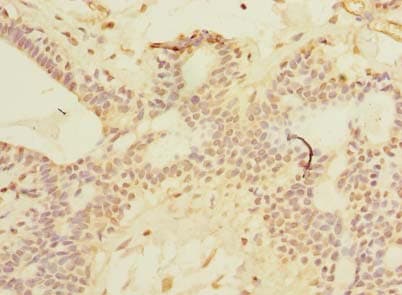 SCNM1 Antibody