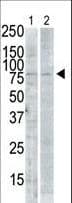 SNK / PLK2 Antibody (aa375-406)