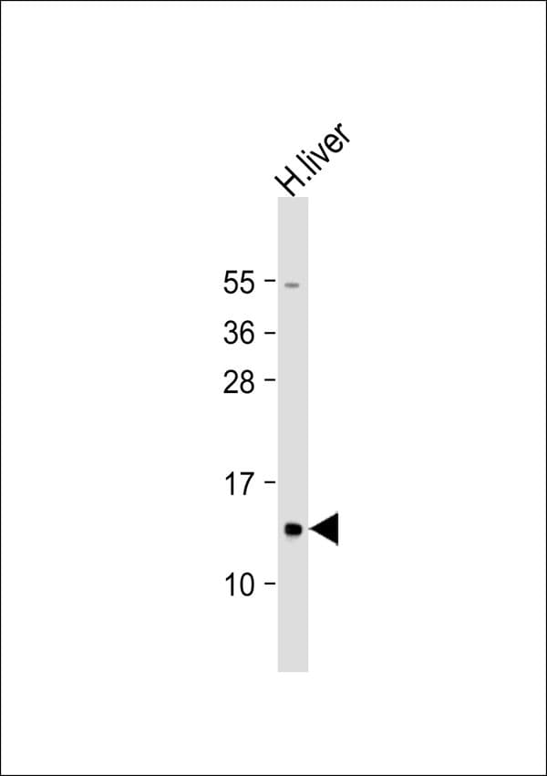 Polyclonal Rabbit anti-Human MRPL41 / PIG3 / BMRP Antibody (WB)