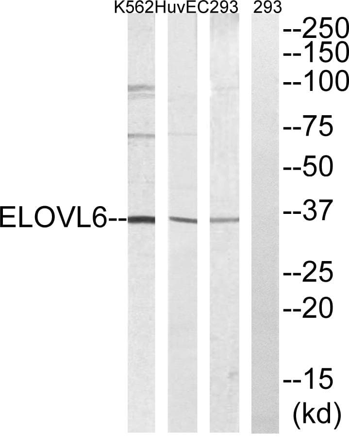 ELOVL6 Antibody
