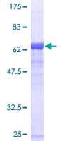 Human SEPT2 / Septin 2 Protein (Recombinant GST)