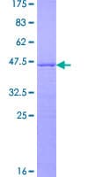 Human RPP25L / C9orf23 Protein (Recombinant GST)
