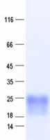 Human PSCA Protein (Recombinant DDK,C-terminus)