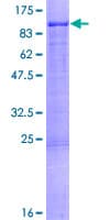 Human FOXP4 Protein (Recombinant GST)