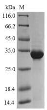 Wheat CMX2 Protein (Recombinant 10His-SUMO, N-terminus + Myc, C-terminus)
