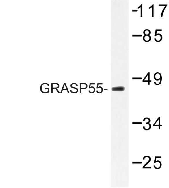 Polyclonal Rabbit anti-Human GORASP2 / GRASP55 Antibody (Leu215, WB)