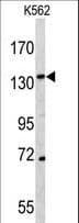 CD163 Antibody (aa245-274)
