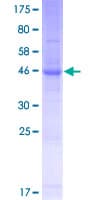 Human LHFPL4 Protein (Recombinant GST)