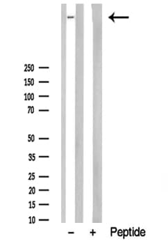 AHNAK Antibody