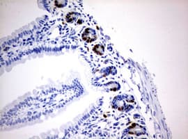 IdU / Iododeoxyuridine Antibody (clone 3F7)