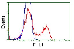 SLIM / FHL1 Antibody (clone OTI1D6)