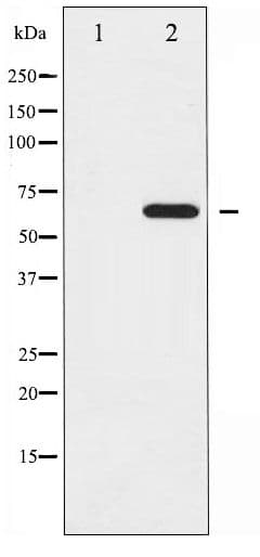 Polyclonal Rabbit anti-Human EZR / Ezrin Antibody (phospho-Tyr353, WB)