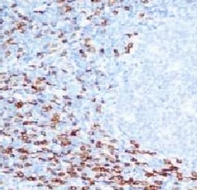 CD8A / CD8 Alpha Antibody (clone CLDA8a-1, Azide-free, BSA-free)