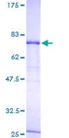 Human ERAL1 Protein (Recombinant GST)