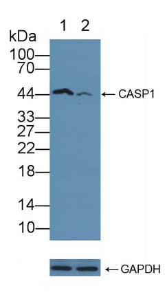 CASP1 / Caspase 1 Antibody (aa317-404)