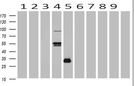 POU2AF1 / BOB1 Antibody (clone OTI1E11, Carrier-free)