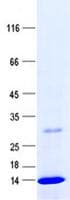 Human ISOC2 Protein (Recombinant His, N-Terminal)
