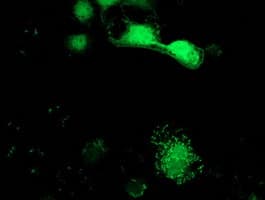 SPR Antibody (clone OTI4F5, Carrier-free)