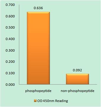 HMGN1 / HMG14 Antibody (phospho-Ser21)