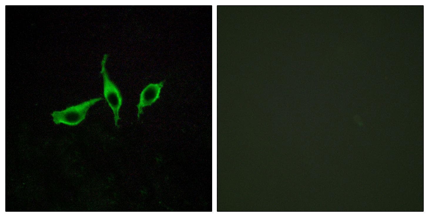 O3FAR1 / GPR120 Antibody