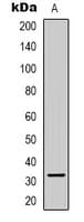 CCNB1IP1 Antibody (C-Terminus)