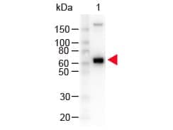 Polyclonal Goat Anti-Monkey IgM Secondary Antibody (HRP, IHC, WB)
