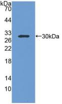 IGFBP1 Antibody (aa36-235)