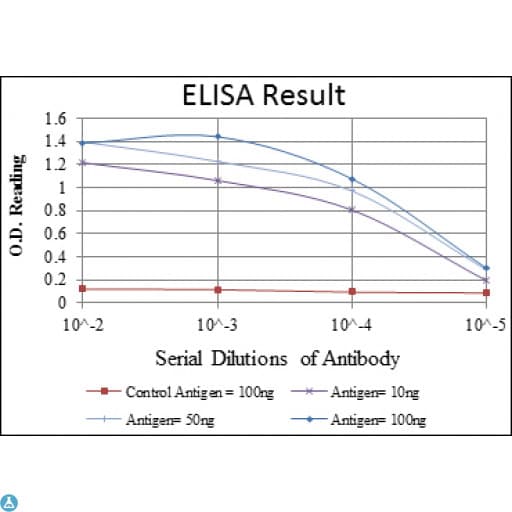 CDK9 Antibody